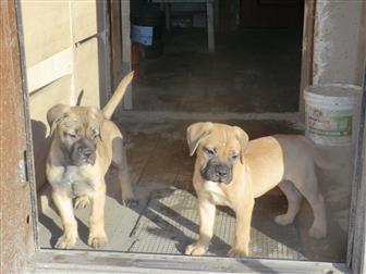 ���������� ���� � �������-��-����