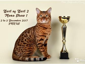     ,  n24,   ,   ,    (Russicats, Mainstreet, Amazongold, Azanabengals),  --