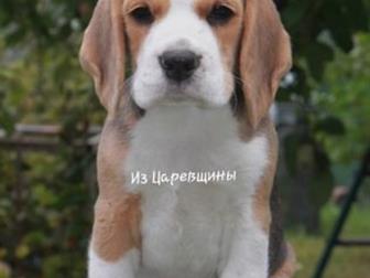 16, 07, 2019,   oe     e  oo   Simonaland Beretta  x Simonaland Bonacure,   ,      