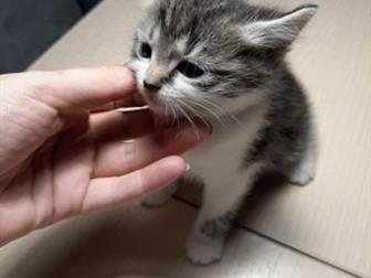     ,   , ,  