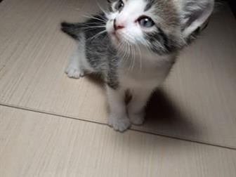     ,   , ,  