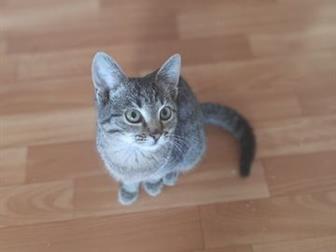  , ,         (  ),    4 ,    ,     ,  