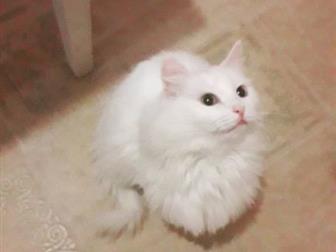        ?????? 5 ,      ,  ,   ,     ,    