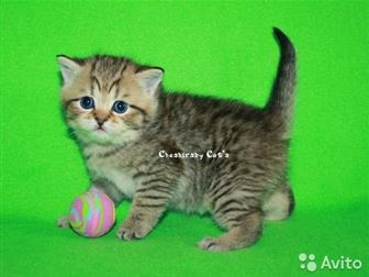  Cheshirsky Cats       (/: 5, 03, 20)   ,        