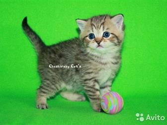  Cheshirsky Cats       (/: 5, 03, 20)   ,        