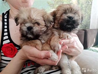  LHASA APSO, , 25, 12, 2020   ,  ,      蠠     