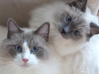  ,     Ragdoll ,   ,   ,              