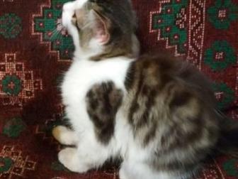    ,   ! ,  ,     ,    )  ,    ,   ,  -
