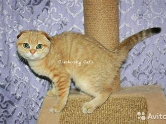  Cheshirsky Cats    ,  3,5    ,   ,       ,  