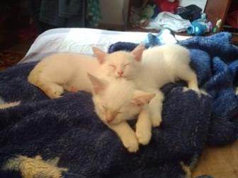 ОТДАМ КОТЯТ В ДОБРЫЕ РУКИ!!!Белые, с голубыми глазами, к лотку при учены, питаются с общего стола,  Энергичные, игривые, весёлые))))Родились 1 августа :) в Тольятти