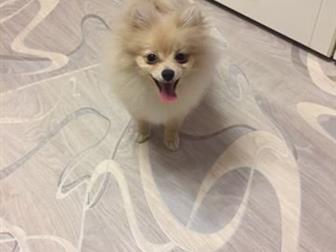  -   4,5 , , ,  ,      ,     