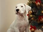    / Dogo Argentino puppies