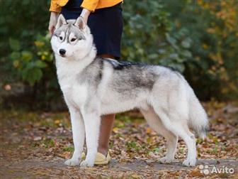    BUENO PARDO AMICHI    ,   3, 5 ,     ! : Ch GREAT KARA KELLE OF SIBERIAN LADY: Ch  