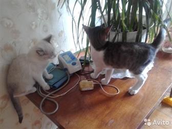     2  (  ),   ,     -, ,   ,   -    