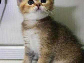     ,  ,   ,     ,     ,  ,      