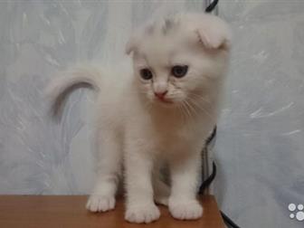       ,     (    )    ,  