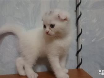       ,     (    )    ,  