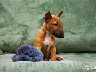       LE MONDE POUR SIEGFRIED (   )     ,   ,   3 , ,  