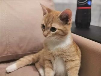     ,   ,     ,  ,     ,      ,   