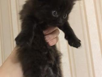       !    ,  ,   ,      ,  ,      