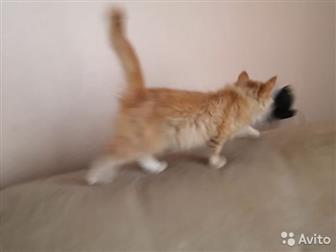    - ,    ,   ,  ,    ,   , ,   ,  